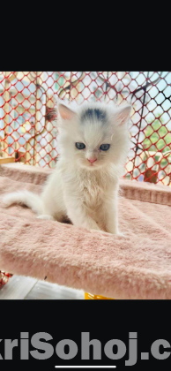 Pure Persian kitten